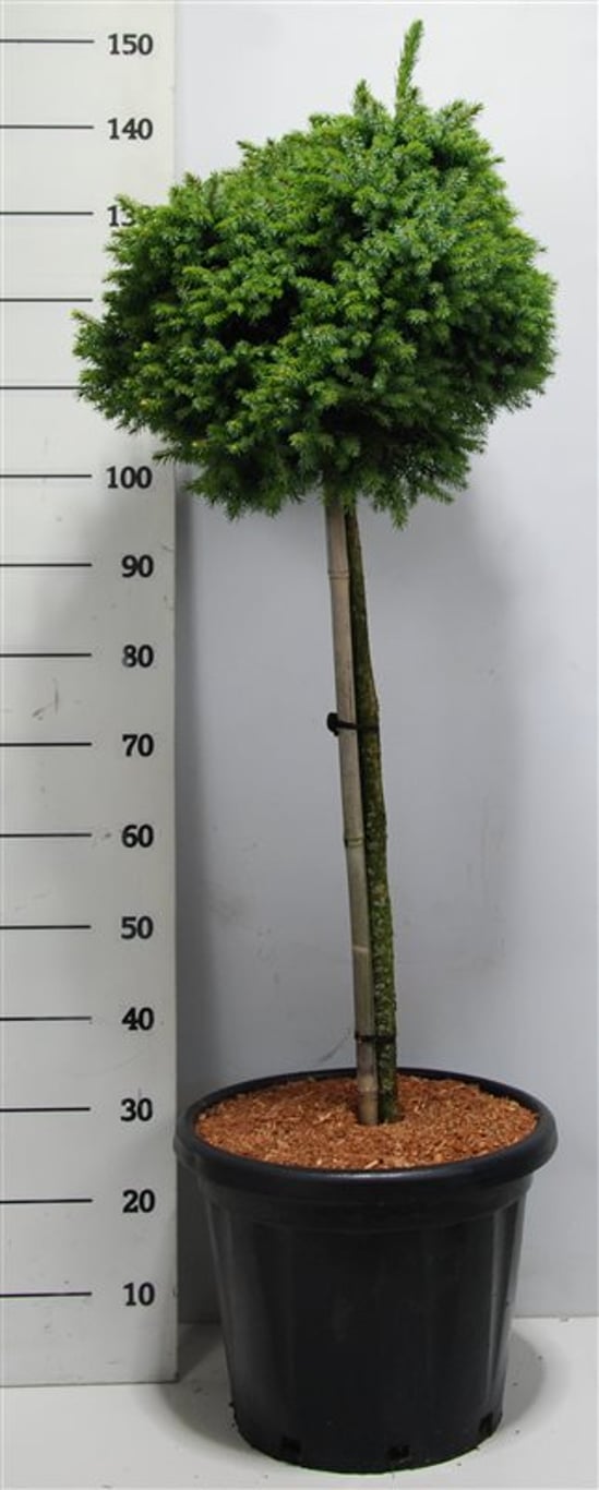 Picea omorika 'Nana' - 80 CM Stem C25